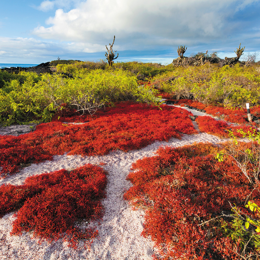 trail through red flora that leads to green flora