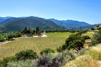 View from hill overlooking vineyards and buildings with low hills in the distance.