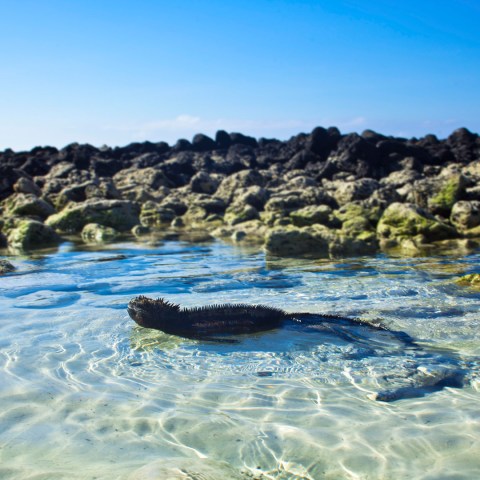 iguana in clear water with rocks on the background