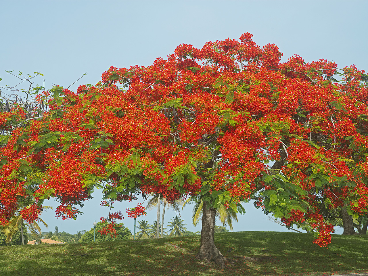 What Flowers Are Native To Puerto Rico | Best Flower Site