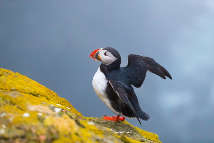 Iceland's Animals