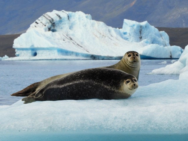 Iceland's Best Wildlife-Watching