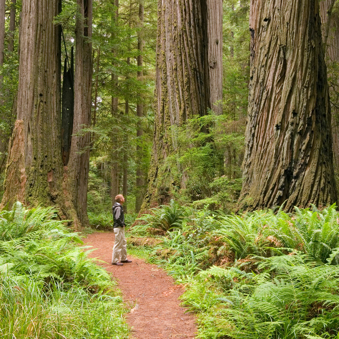 trip to the redwood forest