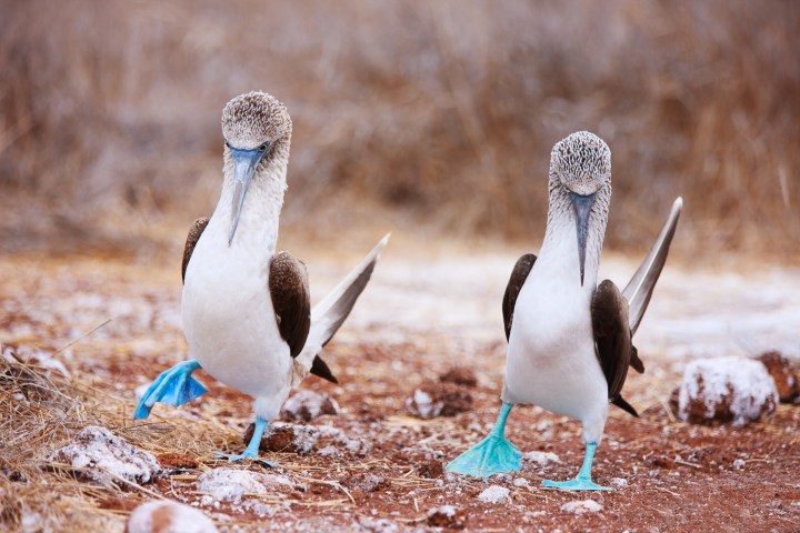 Blue footed boobies performing mating dance