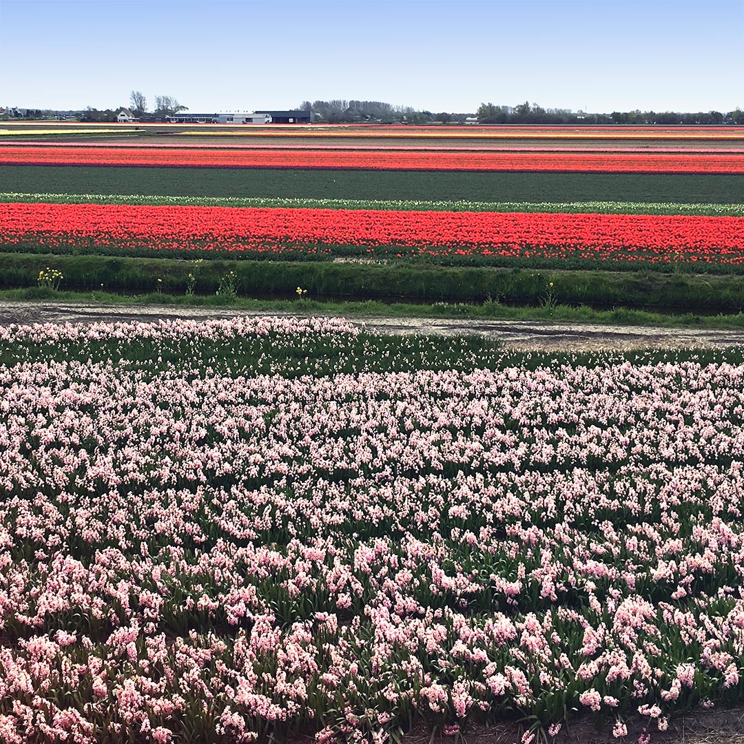 Explore Holland’s famous technicolor tulips with a trip to Lisse. Photo © Anna Gallagher.