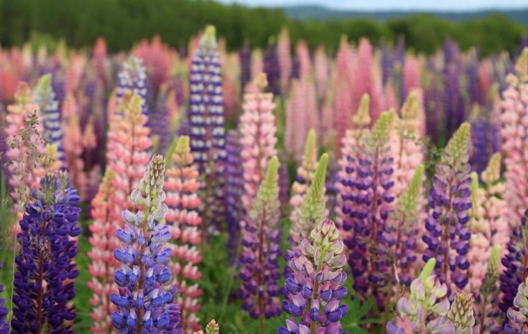 cluster of pink and purple lupine