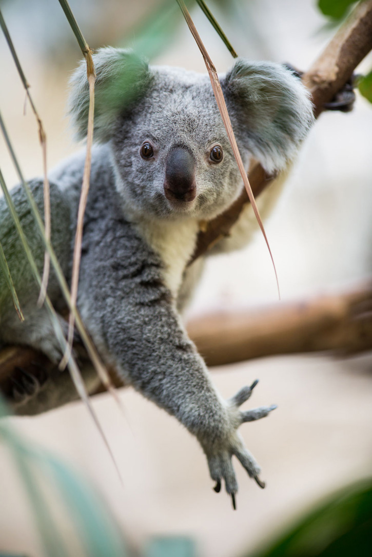 Should You Cuddle a Koala?