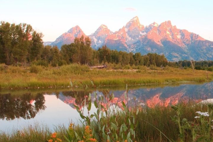 wildflowers in Grand Teton National Park