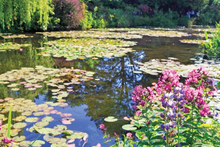 lily pads floating on a pond with floral sprays and tree vines in Normandy