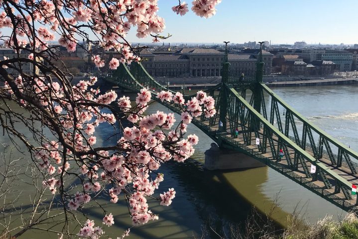 Almond blossoms on Gellert Hill