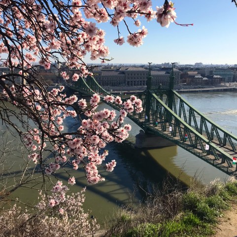 Almond blossoms on Gellert Hill