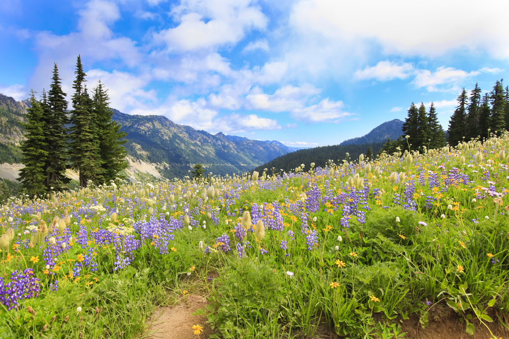 Naches-Peak-Loop | Moon Travel Guides