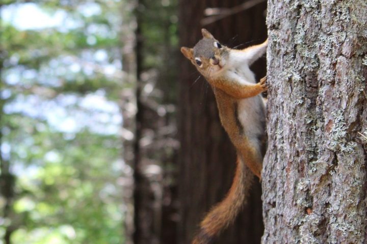 photo of a squirrel on a tree