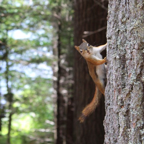 photo of a squirrel on a tree