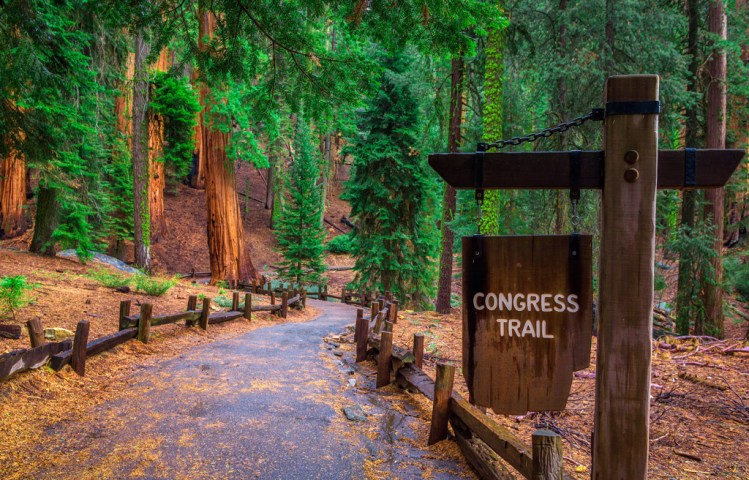 flat trail through sequoia trees with a sign that says Congress Trail