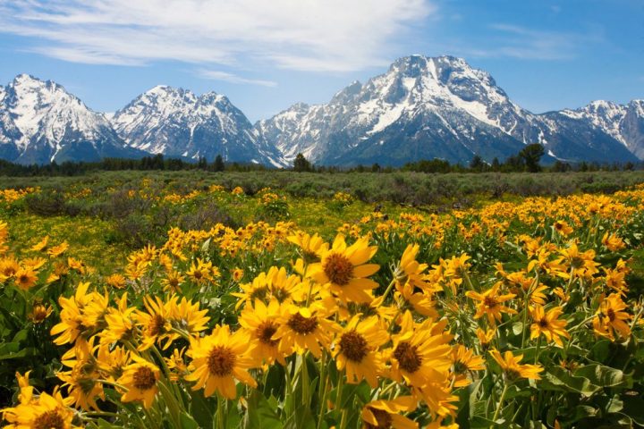 Field of sunflowers with a view of the mountains and blue and white skies.