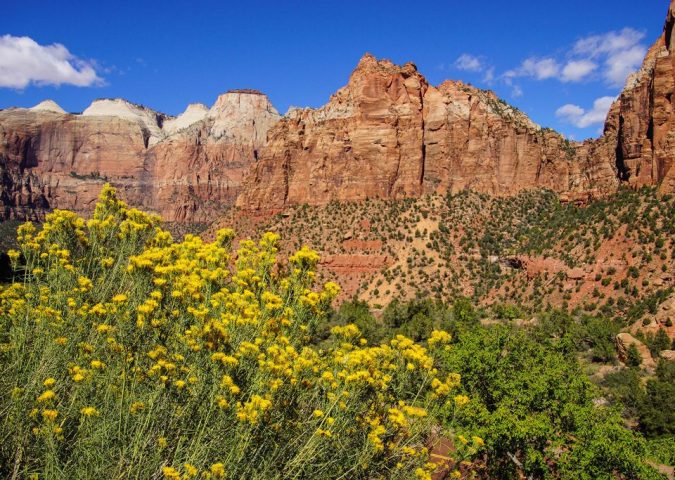 view of yellow wildflowers with a background view of sandstone mountains.