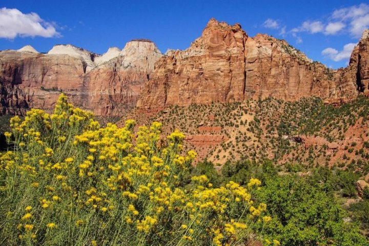 view of yellow wildflowers with a background view of sandstone mountains.