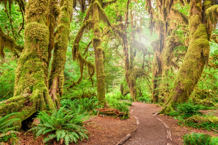 Hall of Mosses in Olympic National Park with green scenery and a light shining