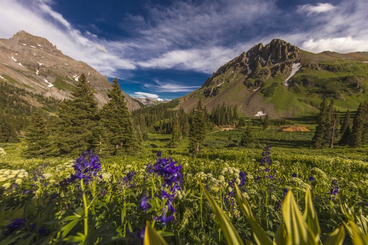 Scenic beauty in summer spring of wildflowers and mountains, in Ouray Colorado