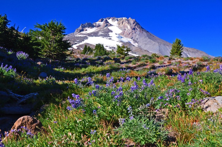 wildflowers around Mount Hood