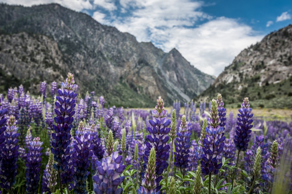 A field of purple wildflowers in the foreground against the backdrop of the Sierra Nevada mountains