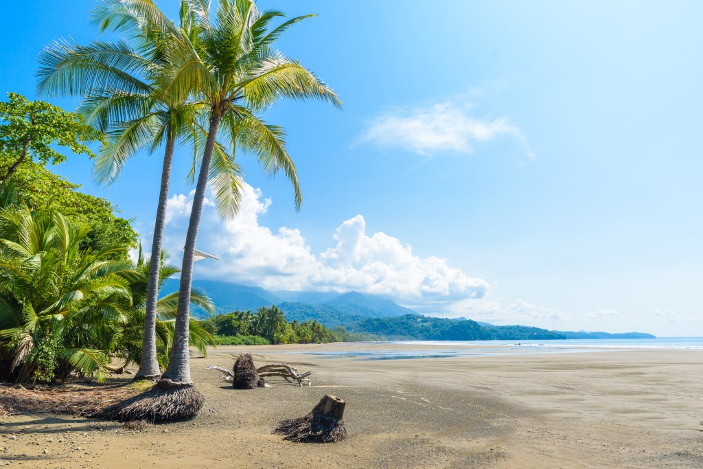 Image of green palm trees on pristine beach under blue sky with white puffy clouds.